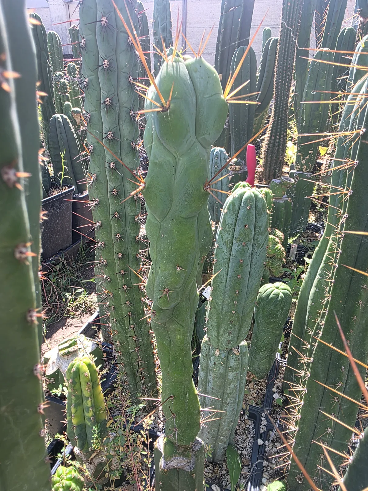 "Boobilicious" (Scop x Bridgesii OP) 12" Cut, cutting, grown by MiddleAfter1547, 12 in long, 3 in thick.