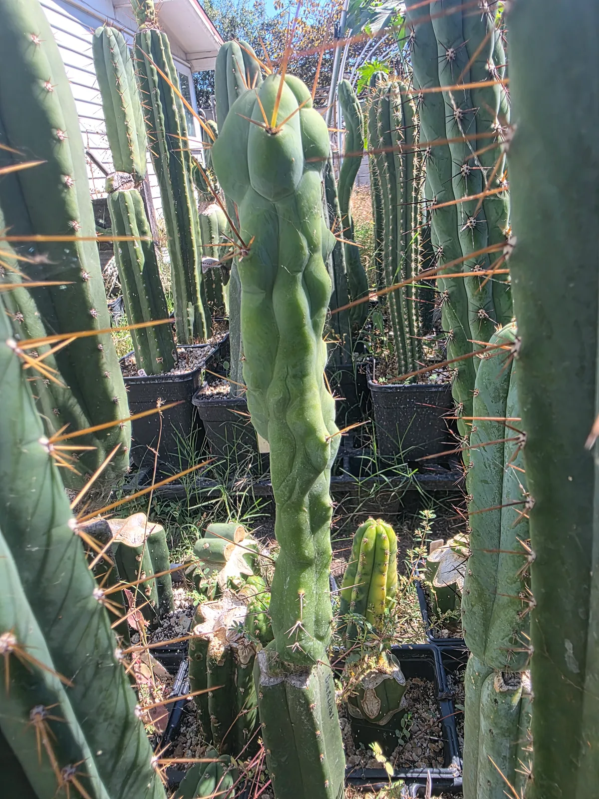 "Boobilicious" (Scop x Bridgesii OP) 12" Cut, cutting, grown by MiddleAfter1547, 12 in long, 3 in thick.