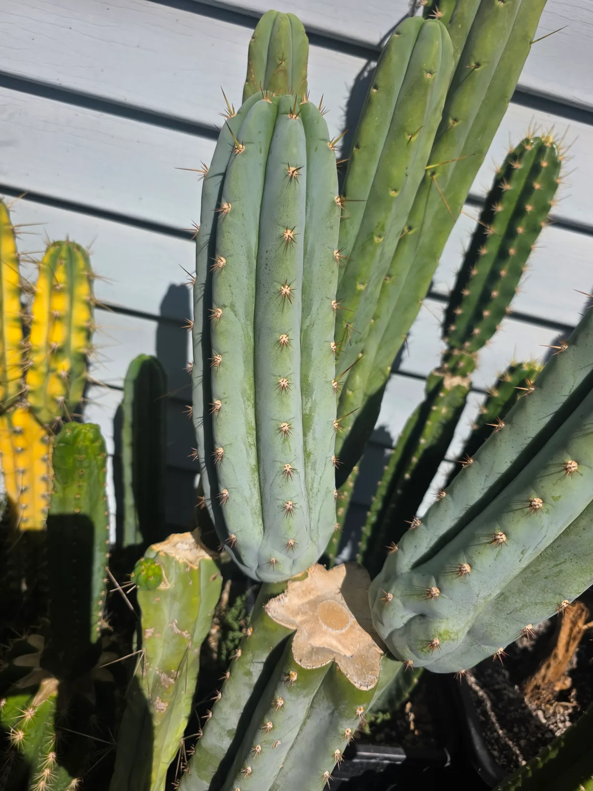 Sharxx Blue, cutting, grown by MiddleAfter1547, 12 in long, 4 in thick.