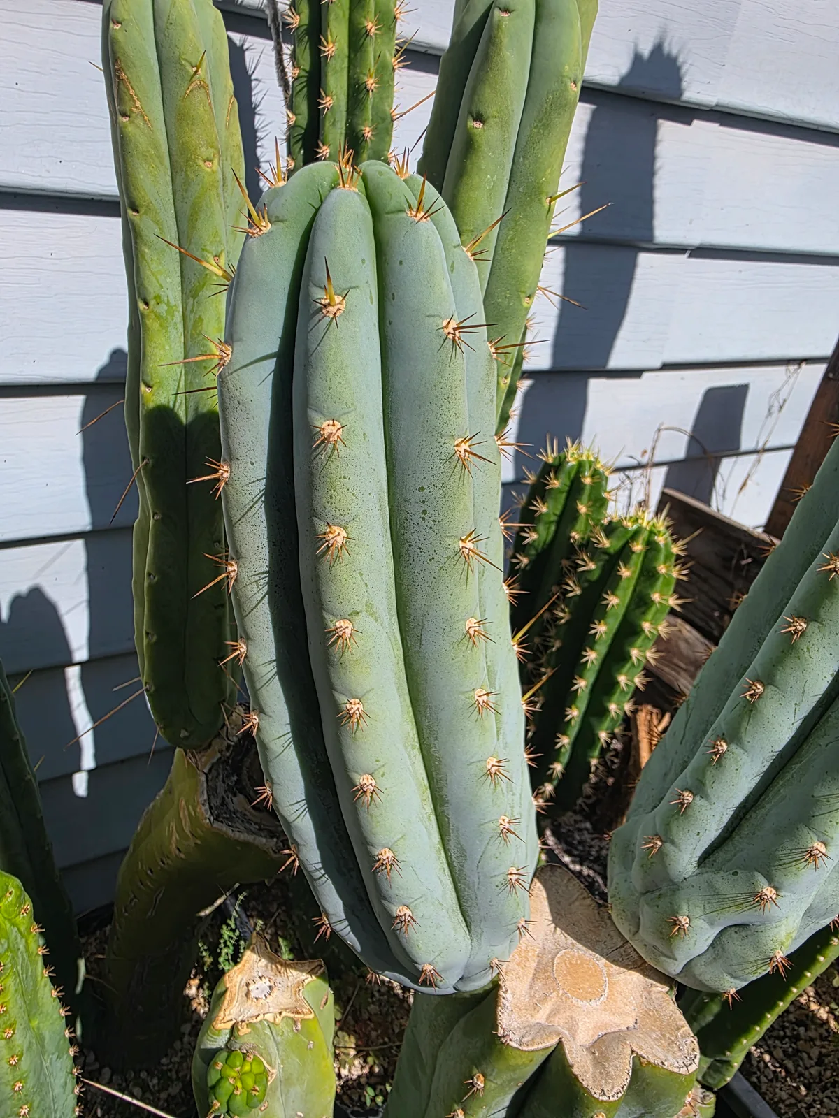 Sharxx Blue, cutting, grown by MiddleAfter1547, 12 in long, 4 in thick.