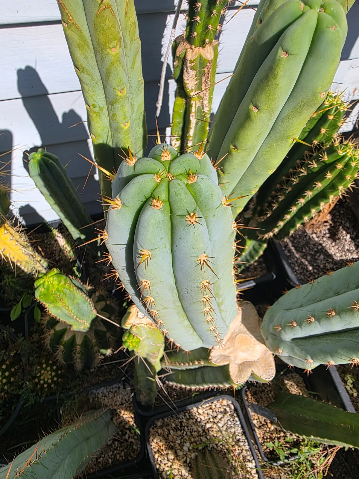 Sharxx Blue, cutting, grown by MiddleAfter1547, 12 in long, 4 in thick.