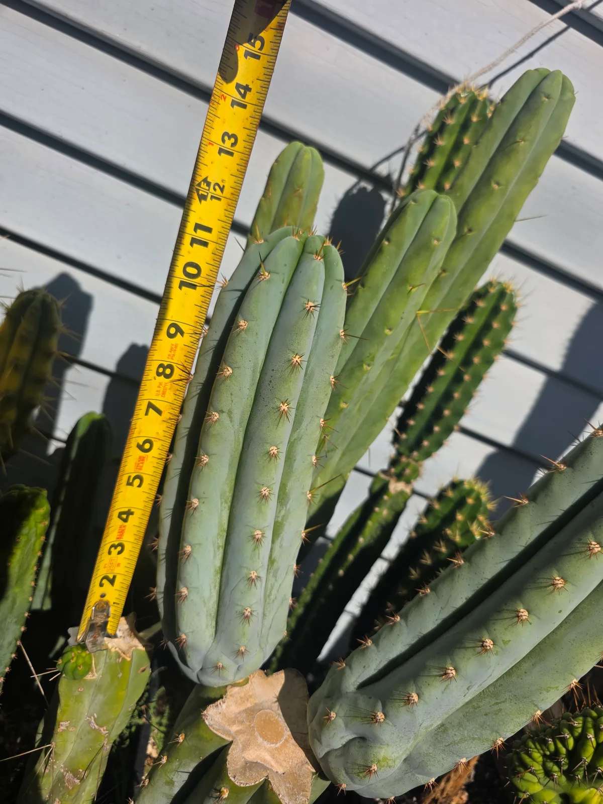 Sharxx Blue, cutting, grown by MiddleAfter1547, 12 in long, 4 in thick.