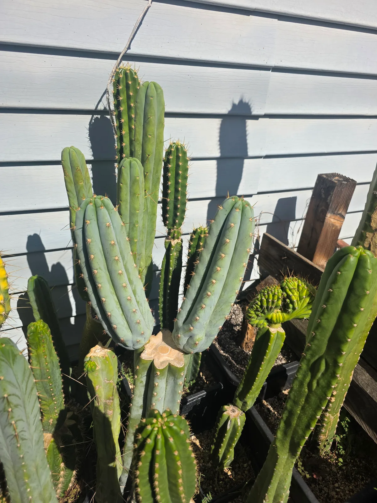 Sharxx Blue, cutting, grown by MiddleAfter1547, 12 in long, 4 in thick.